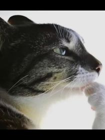 Avatar de MaximoBorghesi