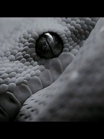 Avatar de NixonDeLeon